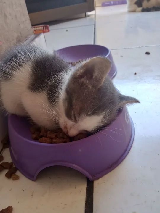 Doação de gatooso - Foto 4