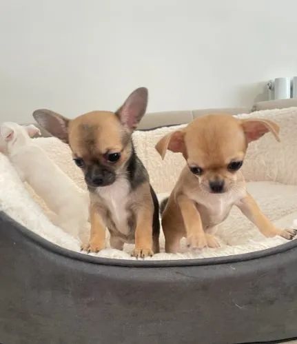 Chihuahua de pelo curto e pelo longo: um luxo em forma de filhote!