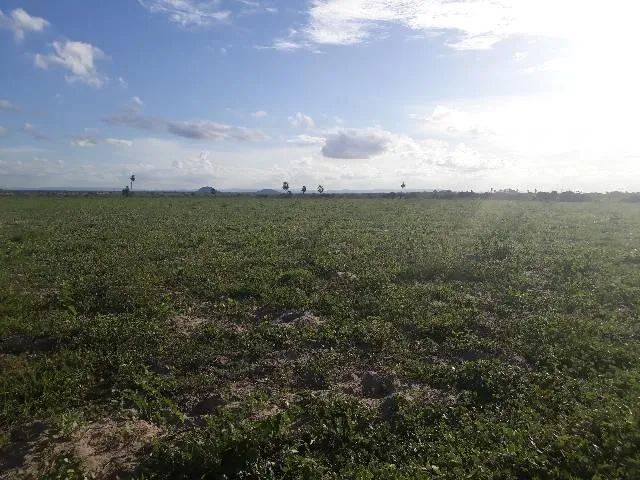 Fazenda com 190 hectares entre lagoa de pedras e Serrinha - Foto 4