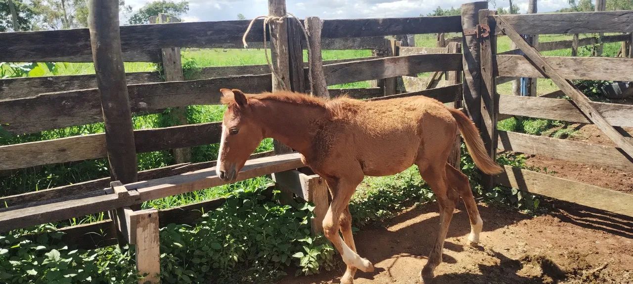 Égua e uma potra  - Foto 4