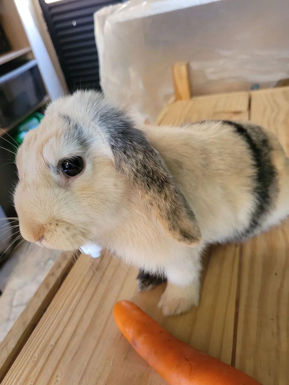 Coelhinha mini lop