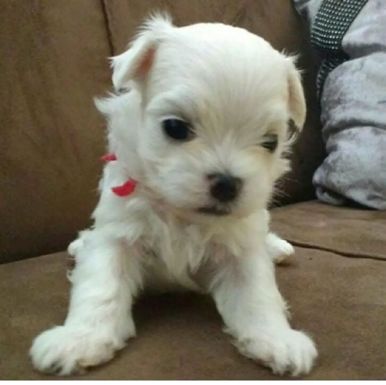 Filhote de Maltês Puro!