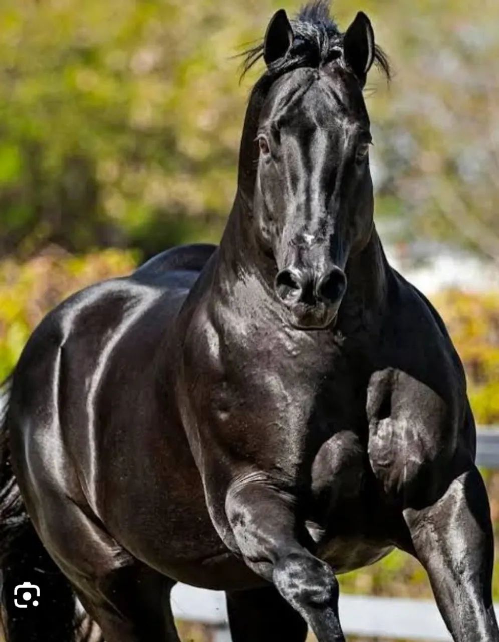 Quarto de milha embriões 