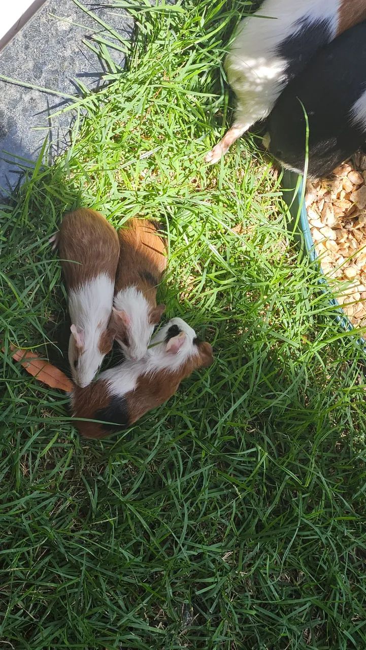 Porquinho da Índia - Foto 5