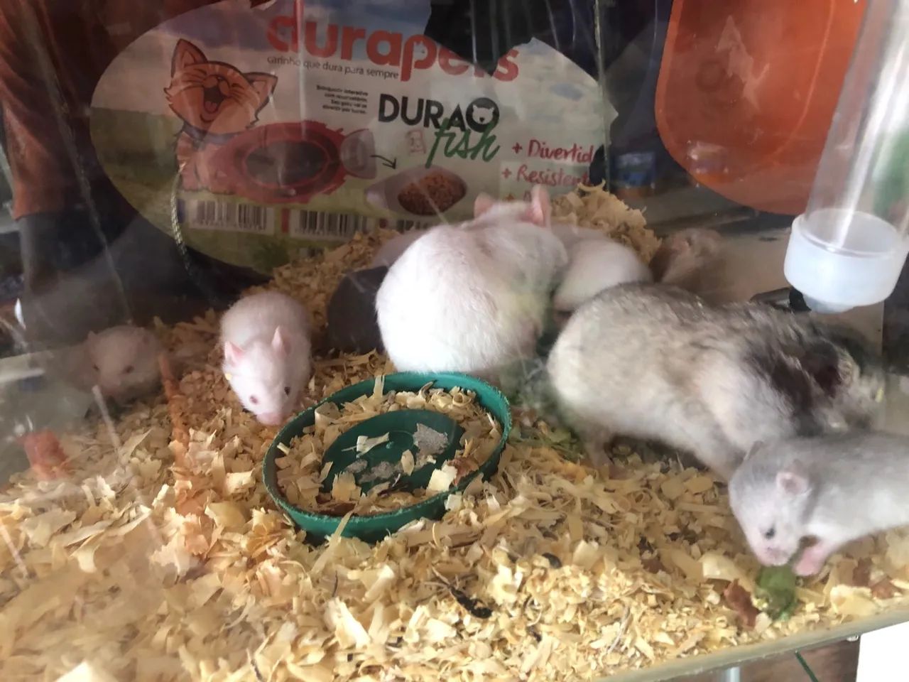Vendo hamsters sírios $20 cada  - Foto 3