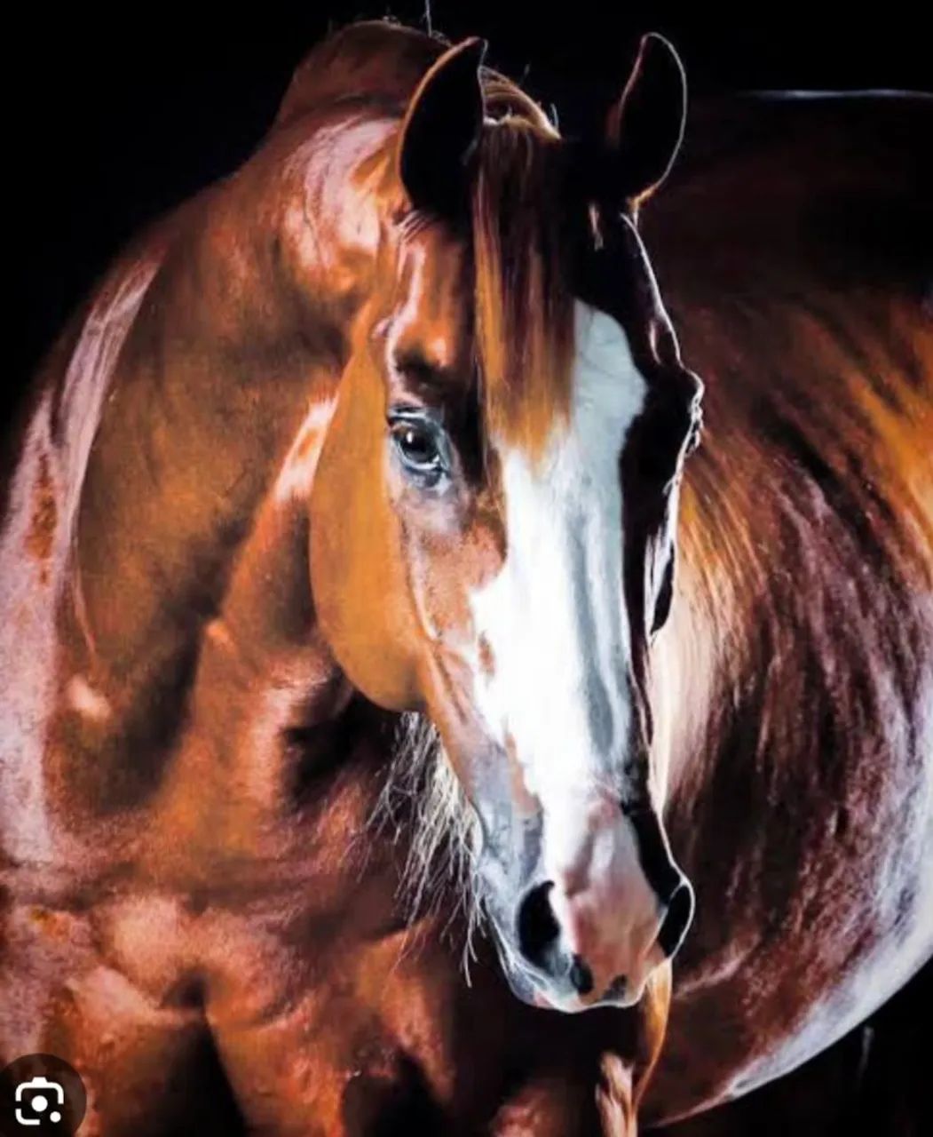 Quarto de milha embriões  - Foto 2