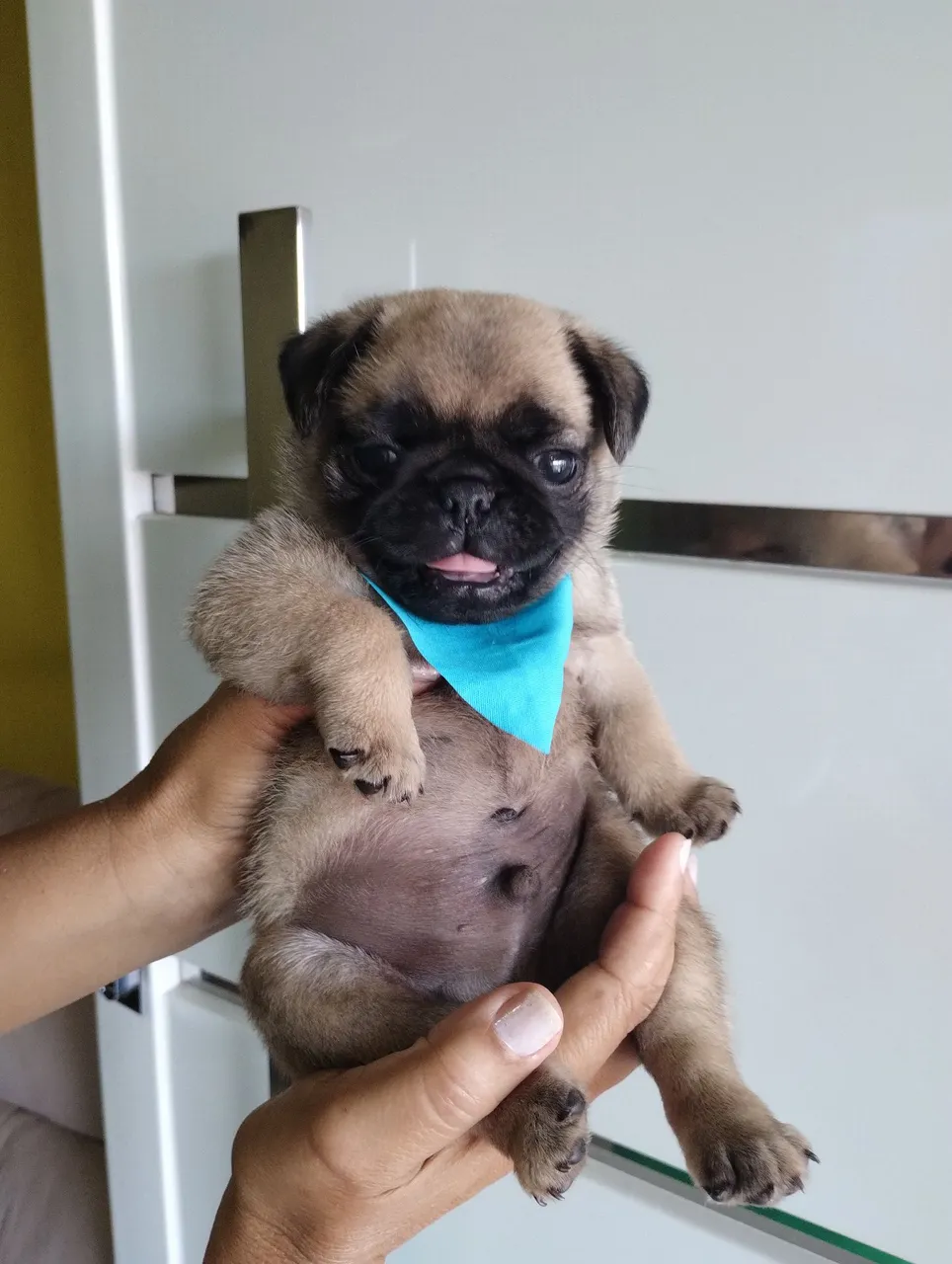 Filhote de Pug Macho Mini - Fofo e Charmoso!