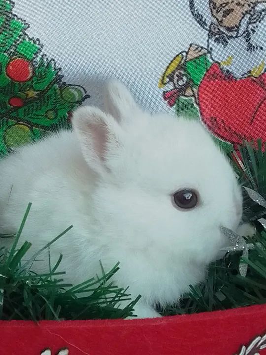 Coelha Mini Netherland com 30 dias  - Foto 4