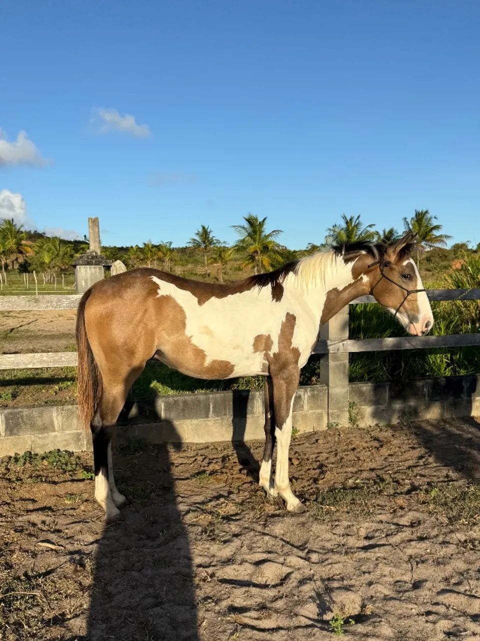 Potro paint horse  - Foto 3