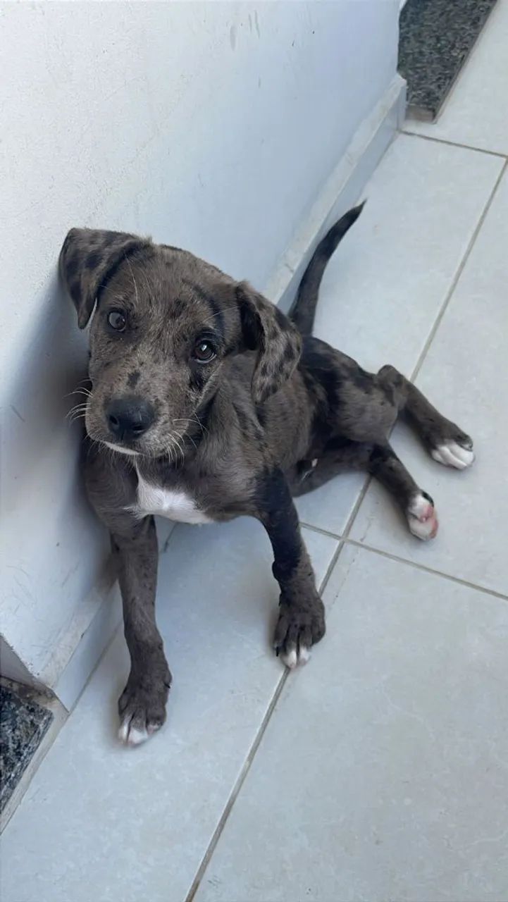 DOAÇÃO DOG ALEMÃO 