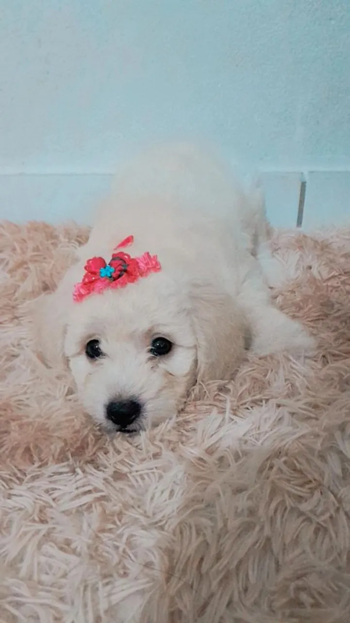 Filhote de Poodle Toy fêmea