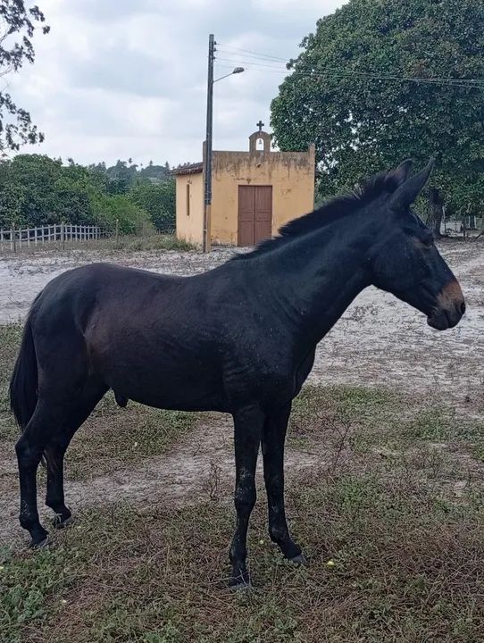 Burro Preto ' já é o menor preço ' - Foto 3