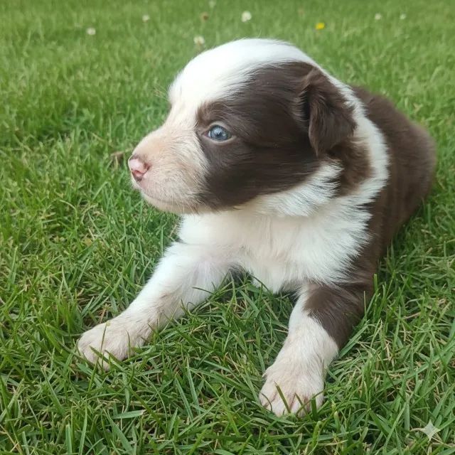 Filhotes de border collie 