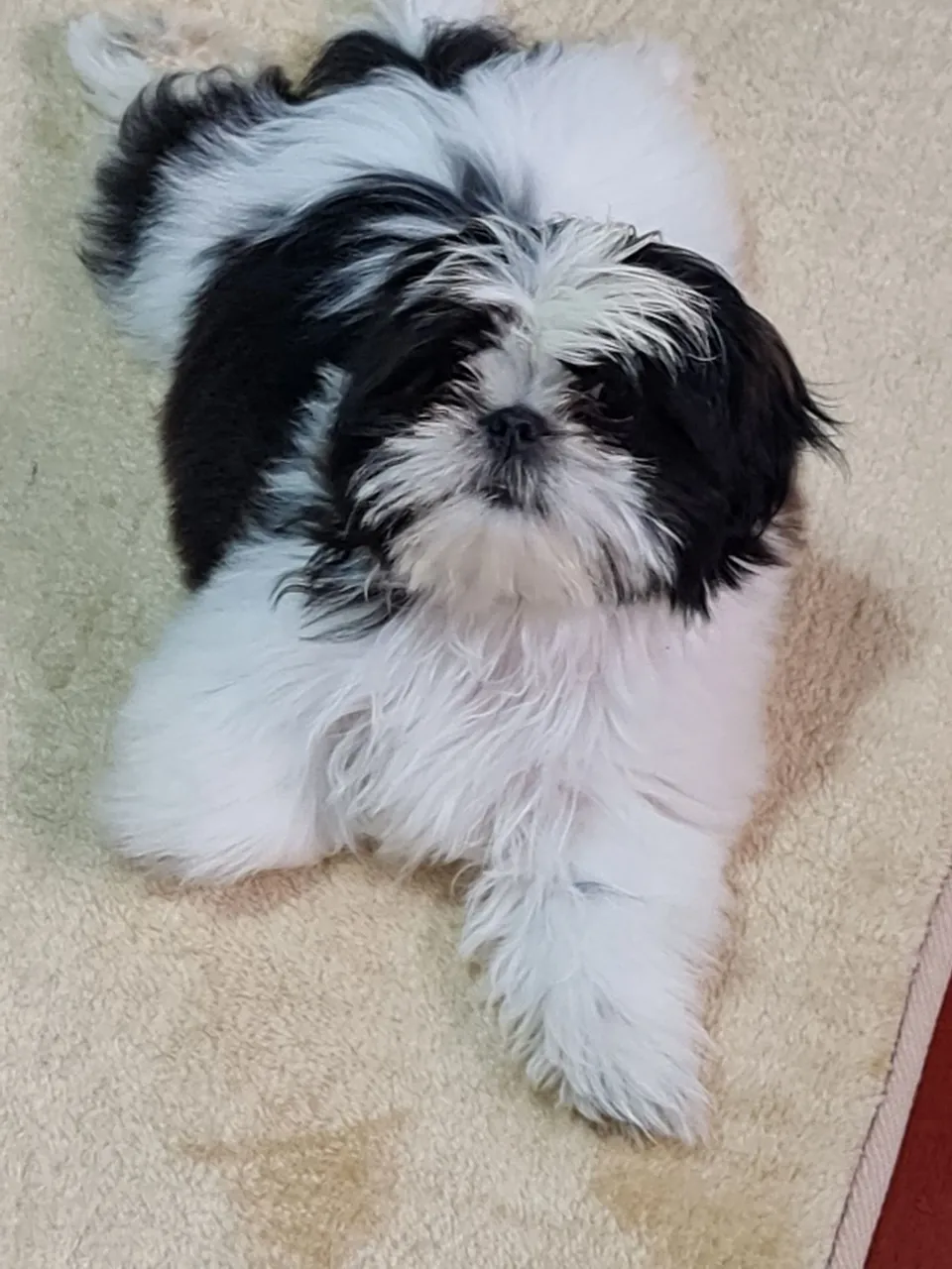 Shih-tzu 