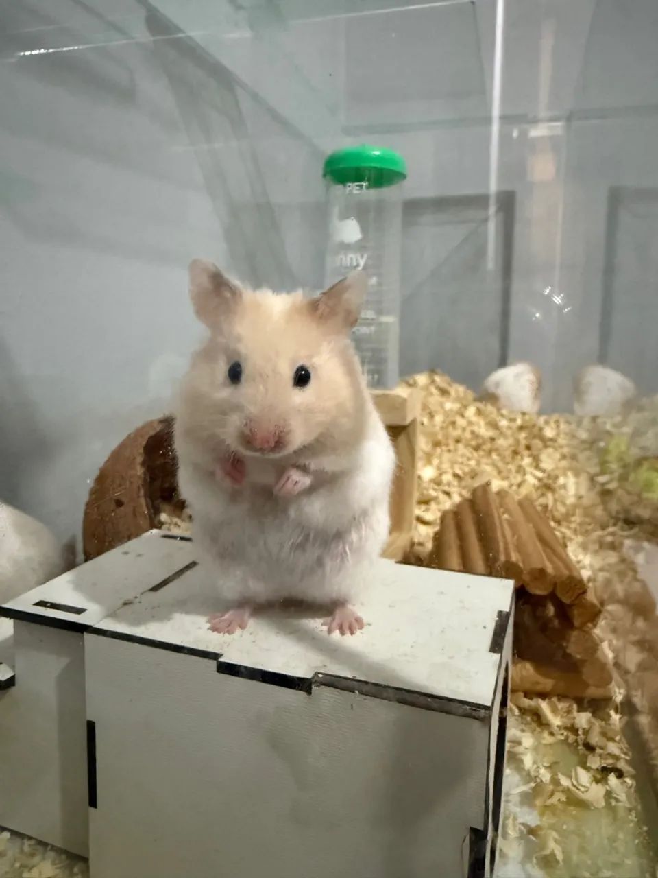 Hamster Sírio Albino - Filhote - Foto 3