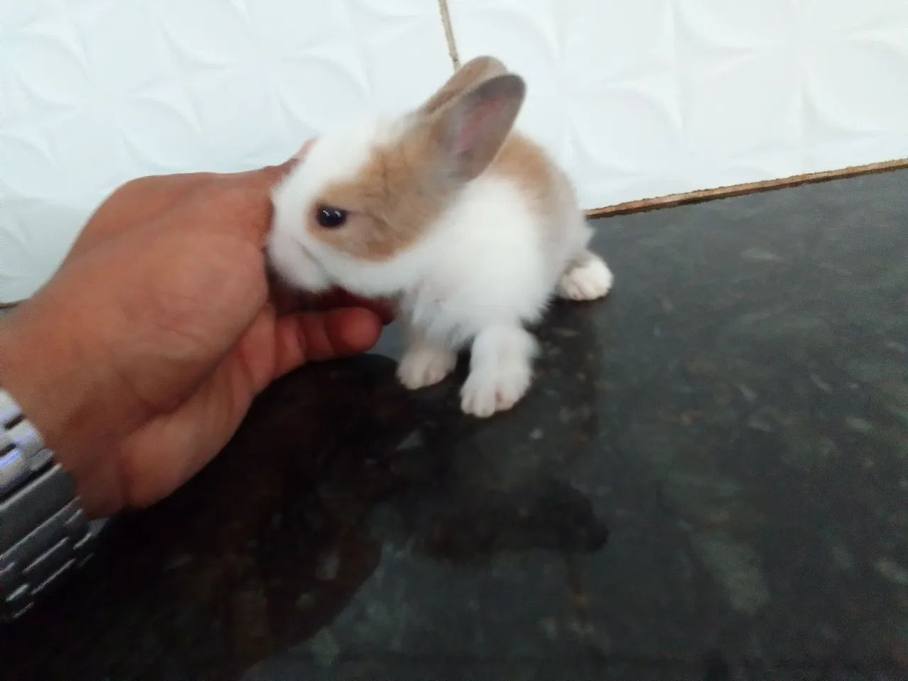 Coelho Lion Head 49,90 - Foto 3