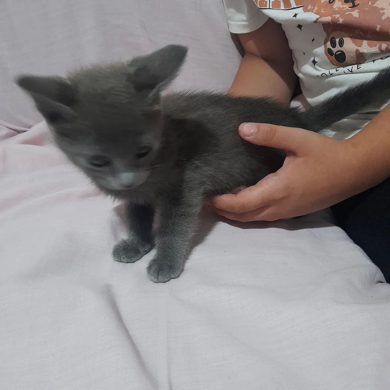 Doação de Gato de 55 dias  - Foto 3