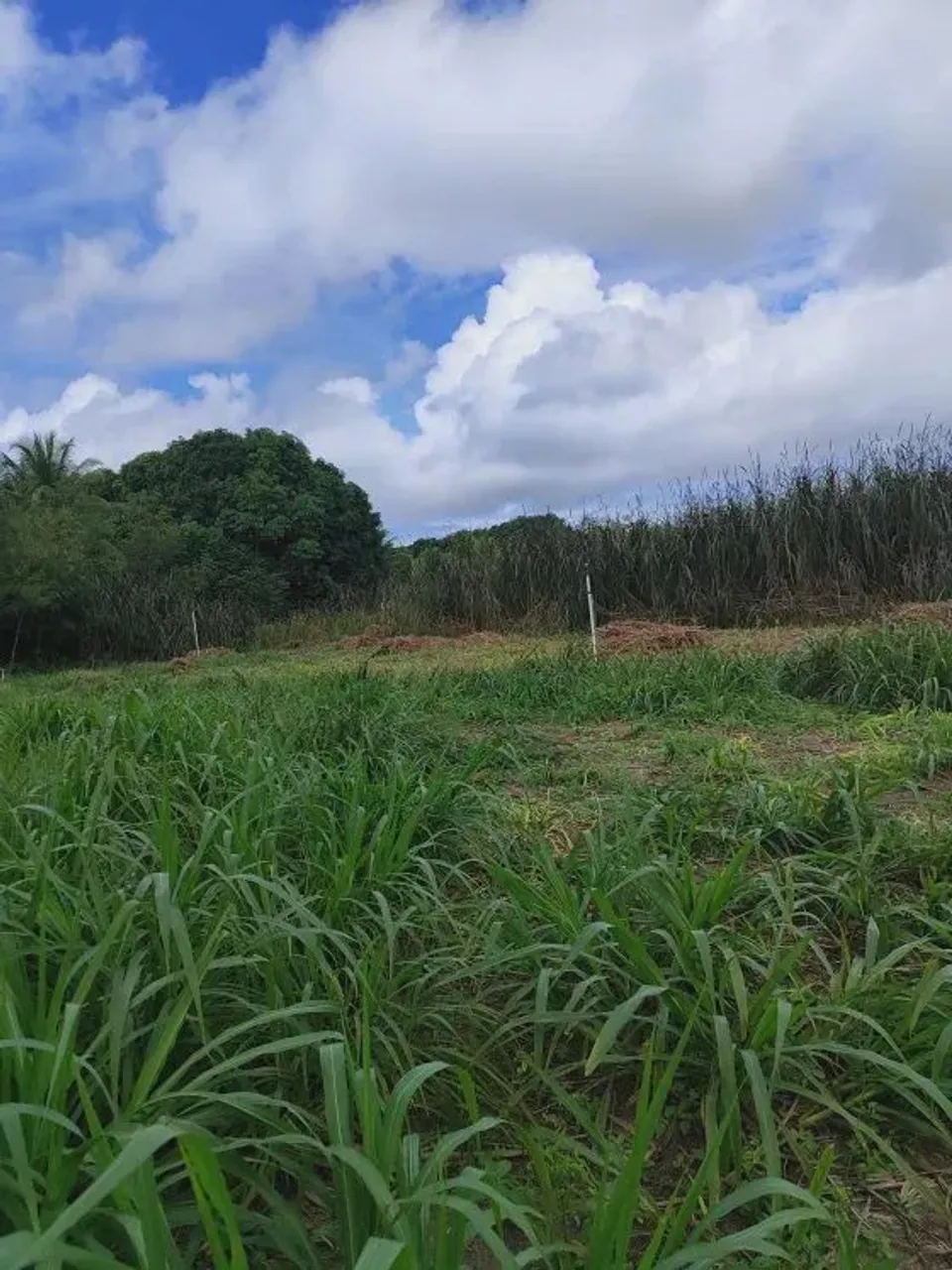 granja com 12 hectares na região de são Jose de mipibu