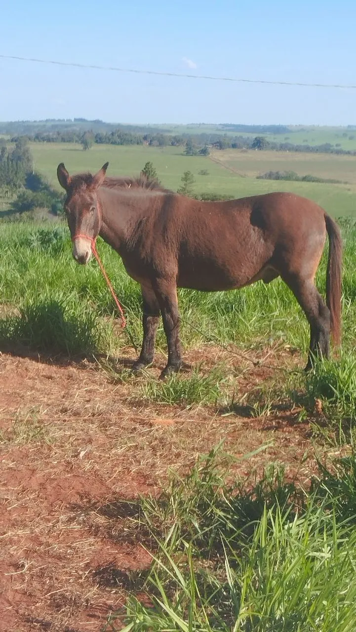 Burro disponível para venda