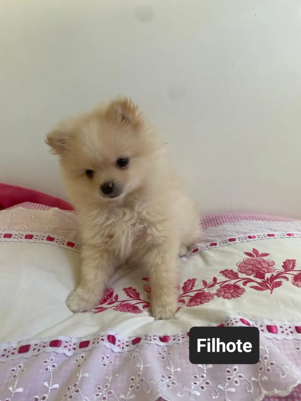 Filhote de Spitz Alemão Macho