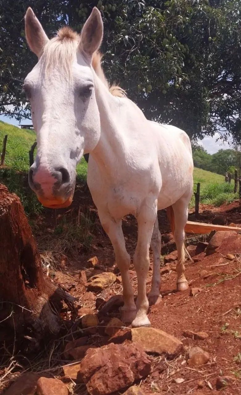 Vendo 2 cavalo e 1 sela  - Foto 6