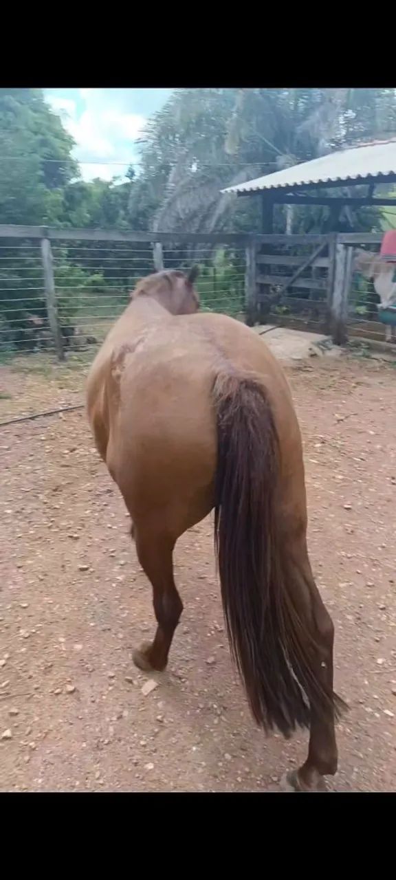 Vendo cavalo alazão cavalo muito grosso grande 2.700 - Foto 2