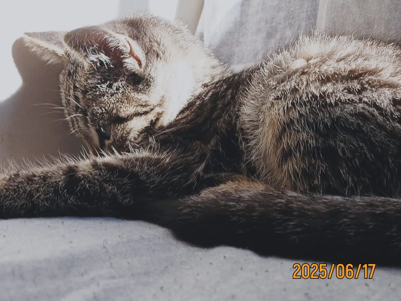 Gatinha Filhote Adoção - 3 meses