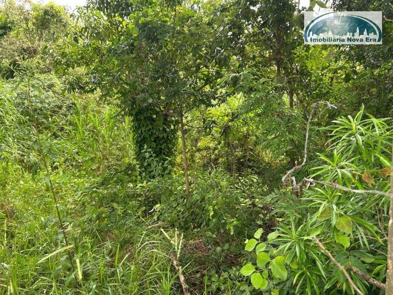 Chácara à venda, 5000 m² por R$ 4.000.000,00 - Monte Alegre - Vinhedo/SP - Foto 12