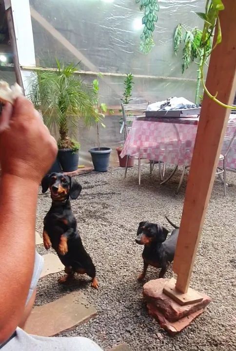 Não Castrado Linguicinha,salsicha  - Foto 2