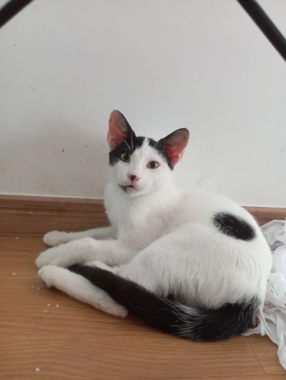 Doa-se 2 gatinhos, filhotes 