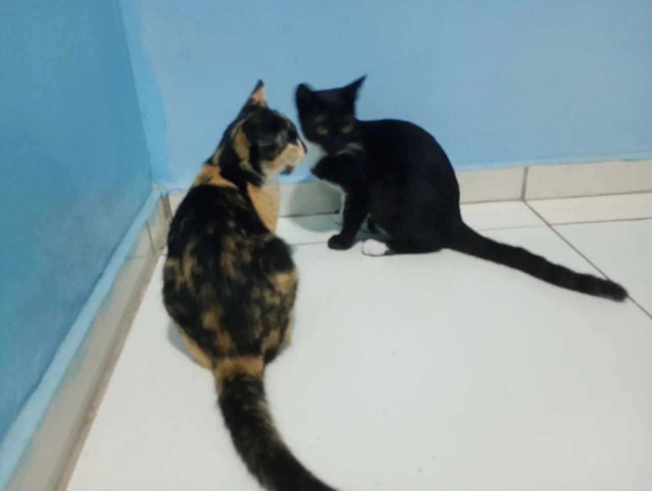 Dois gatinhos fofinhos para adoção