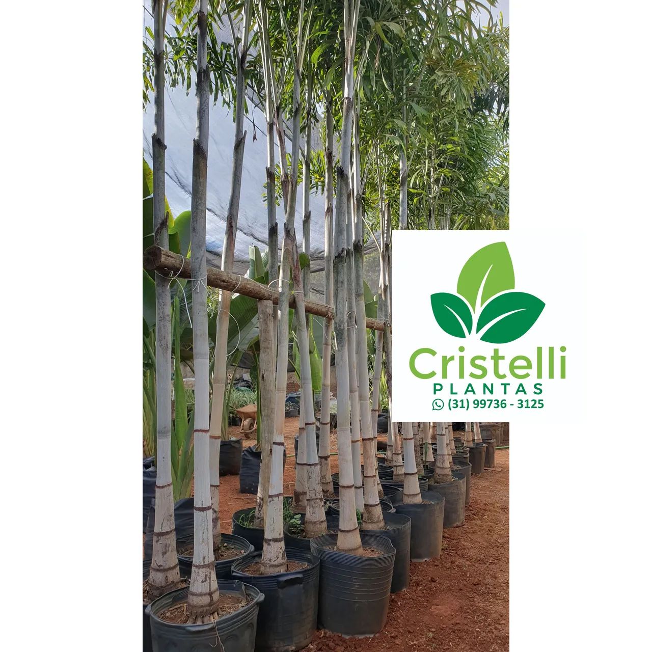 PALMEIRA RABO DE RAPOSA 3,5 M