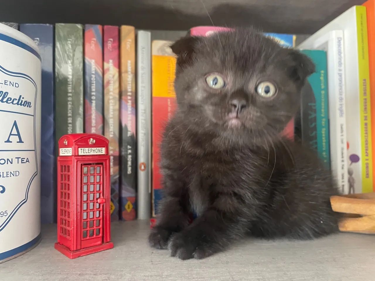 Gatos da raça British Shorthair com pedegree - Foto 3