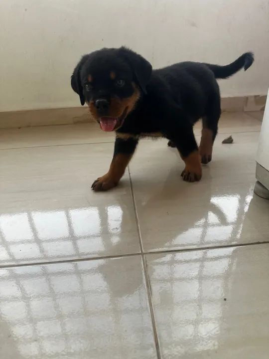Filhote Rottweiler - Foto 5