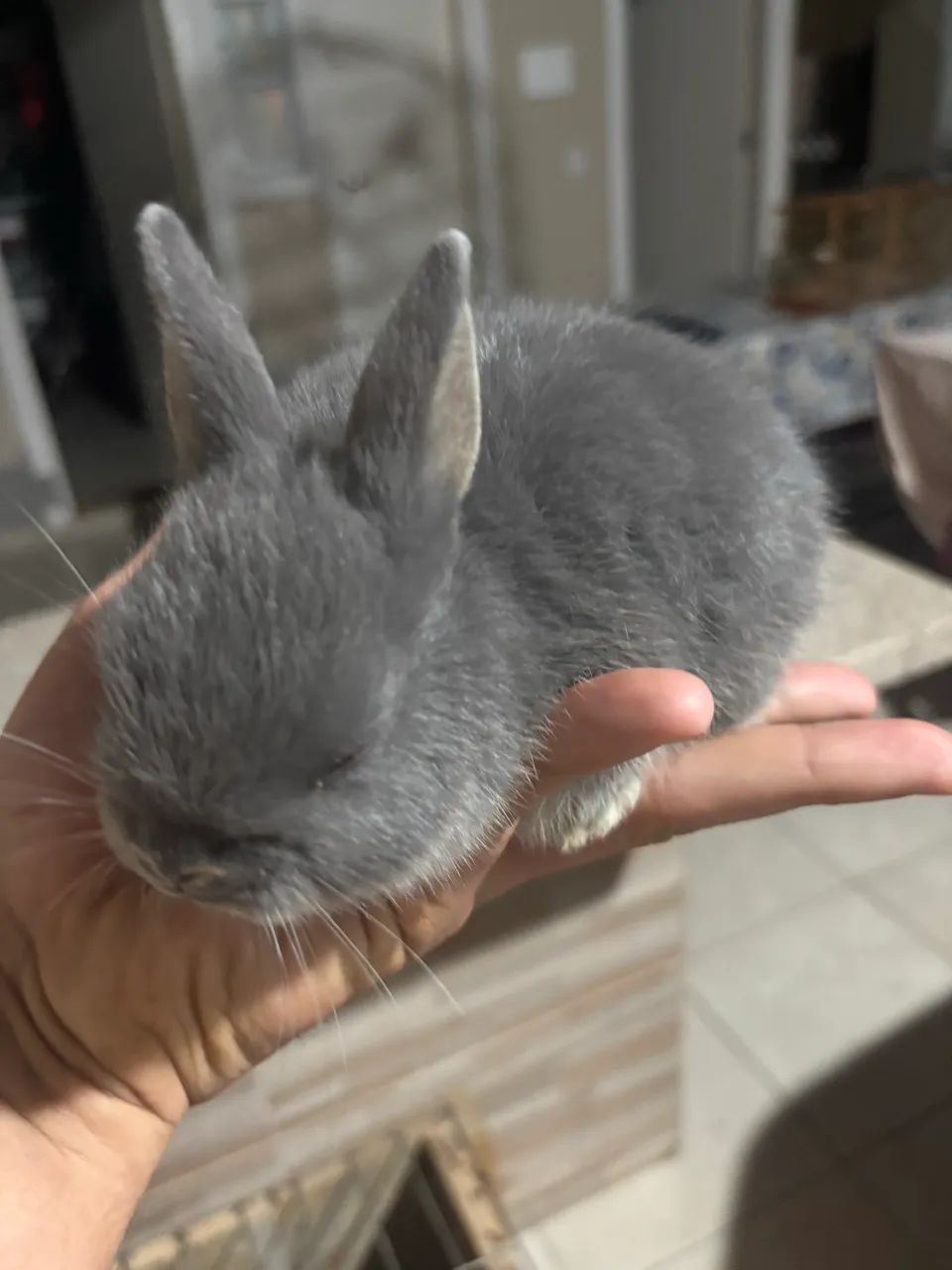 Coelhos mini  Nertland (filhotes) - Foto 2