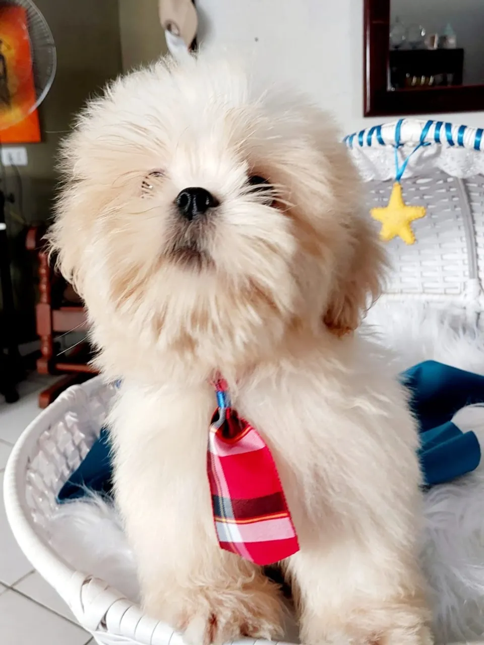 Shih Tzu Filhote com Gravata Charmosa