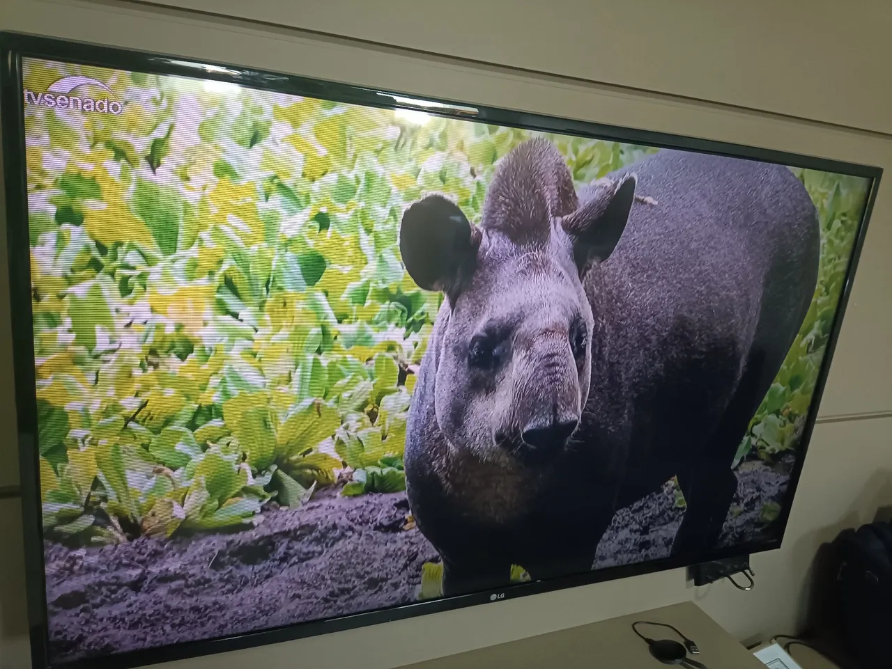 TV LG - Imagem Incrível.. não e smart
