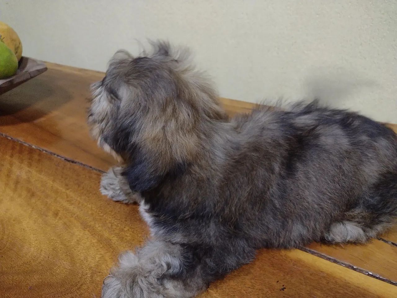 Shih Tzu filhote - Foto 2