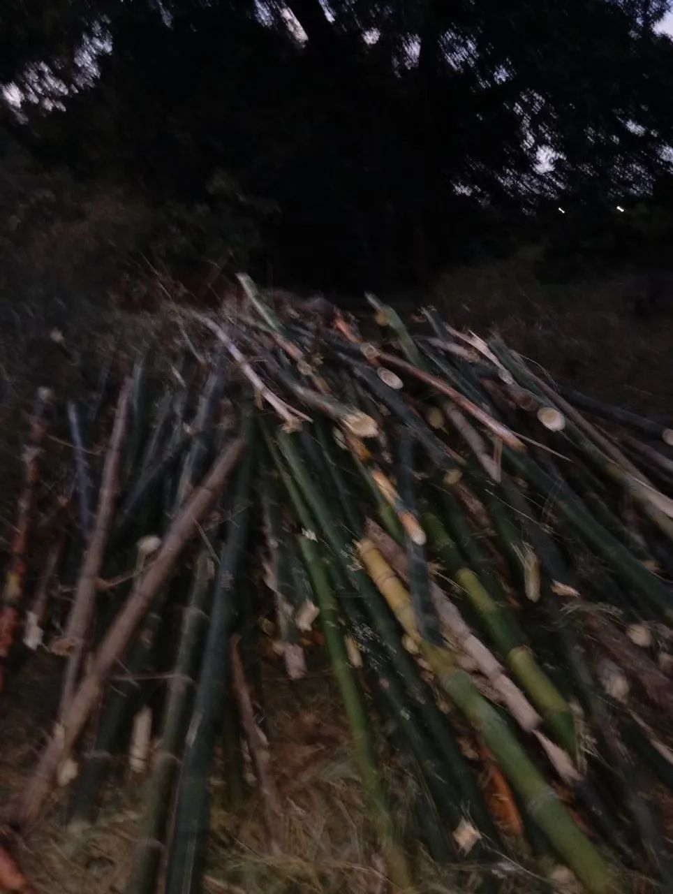 Bambu para jardinagem - Foto 5