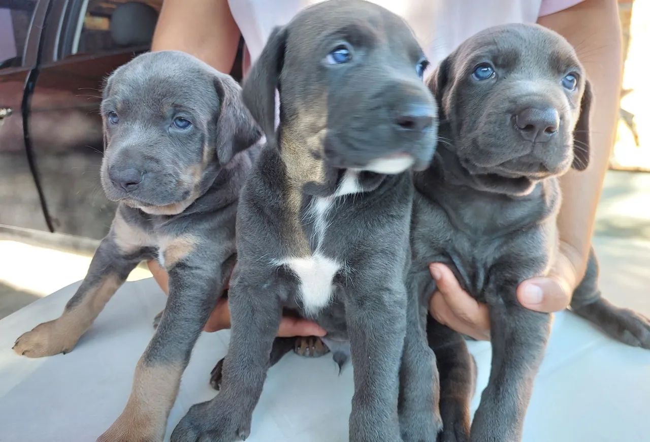Filhotes de Weimaraner - Foto 3