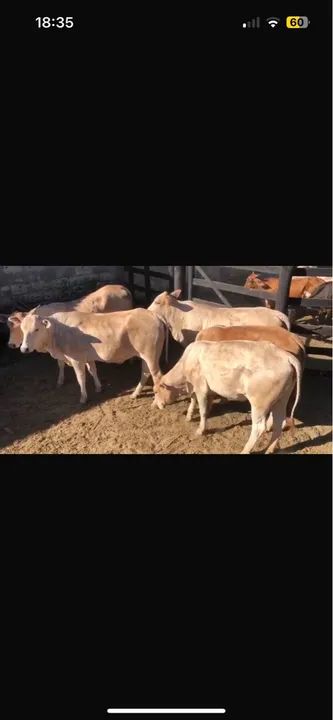 Novilhas senepol com Nelore  - Foto 3