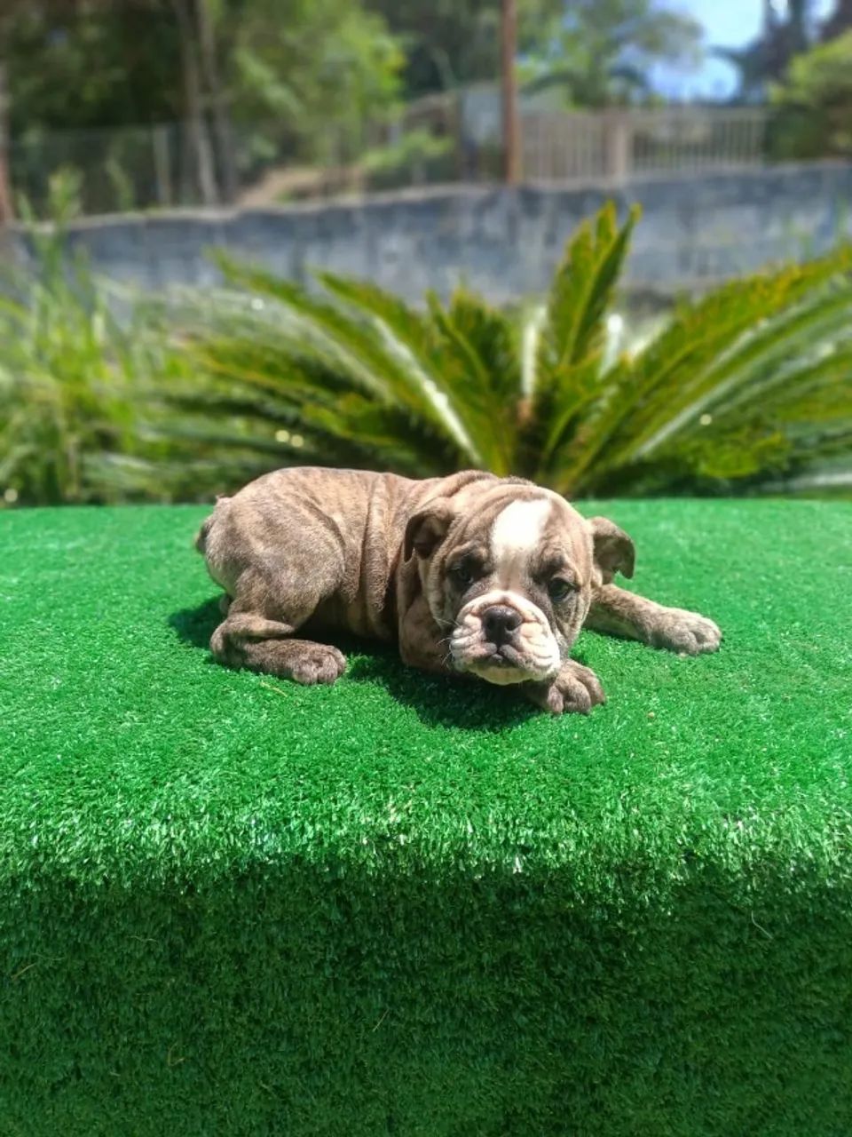 Filhote de Bulldog Ingles