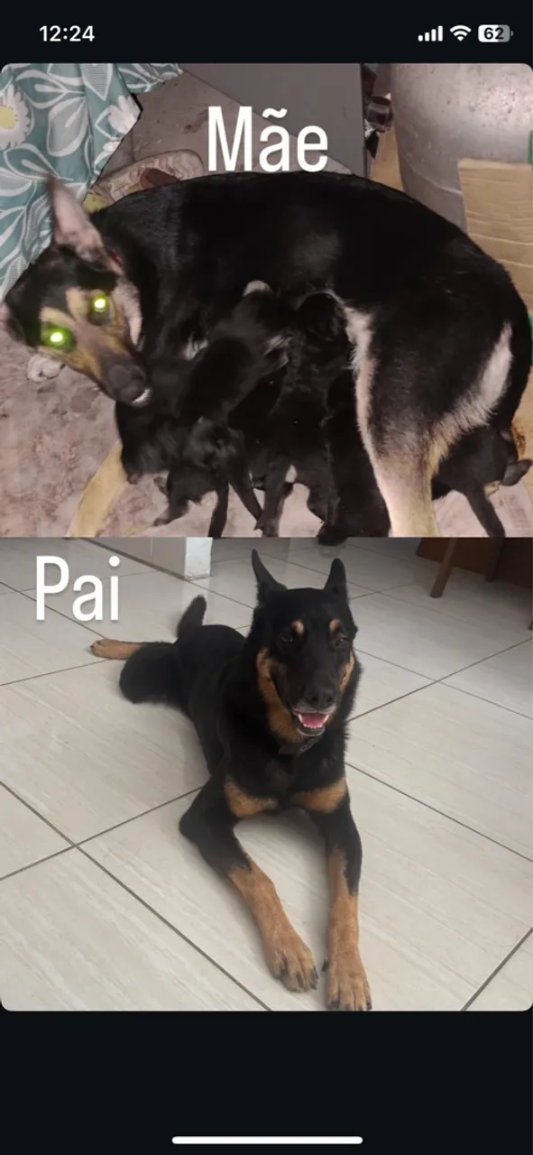 Filhotes de Pastor Alemão