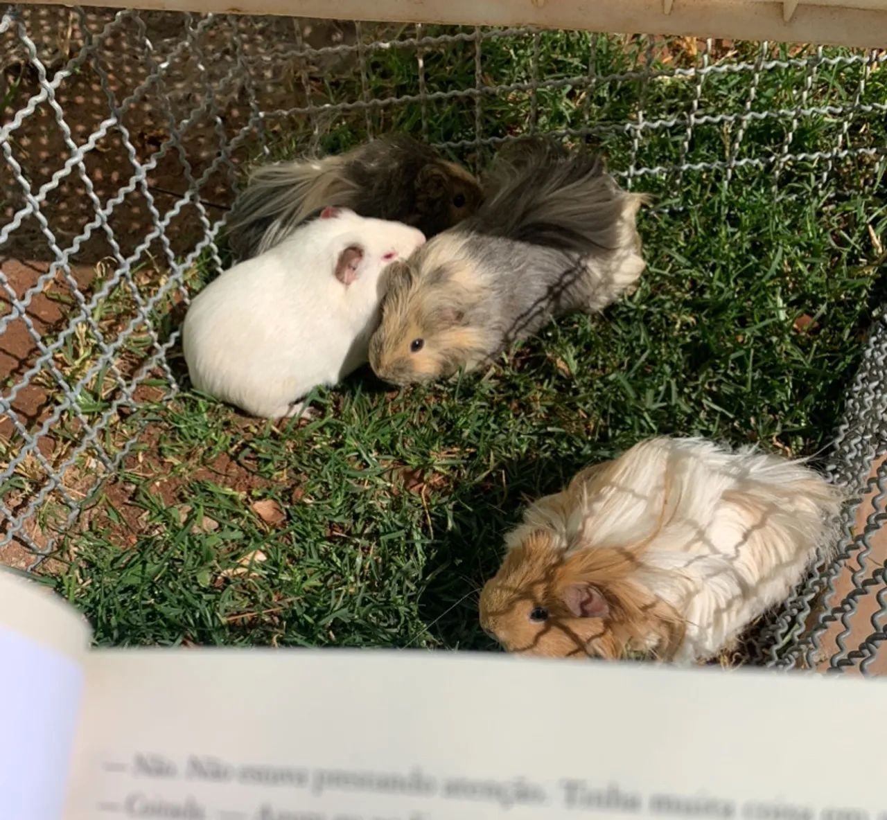 Porquinhas da índia para doação  - Foto 3