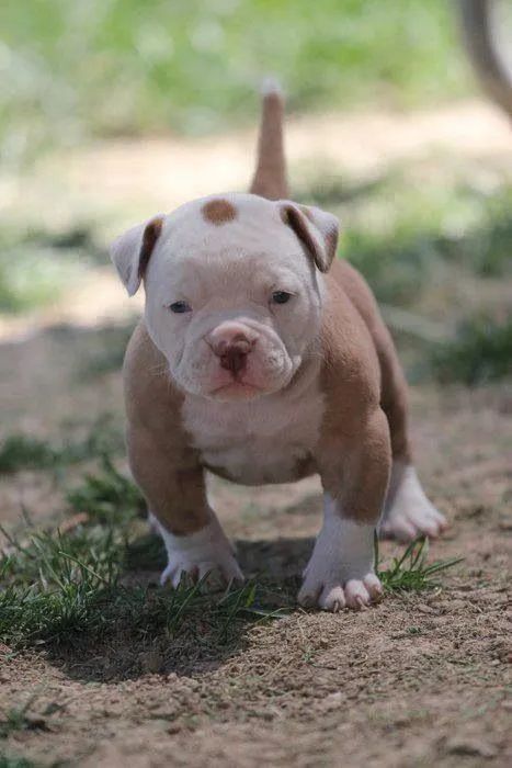 Filhotes de Pitbull com pintas 
