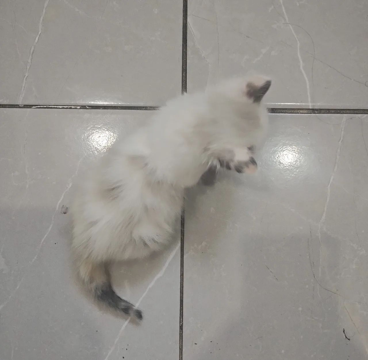 Gatinho Persa - Olhos Azuis - Foto 2