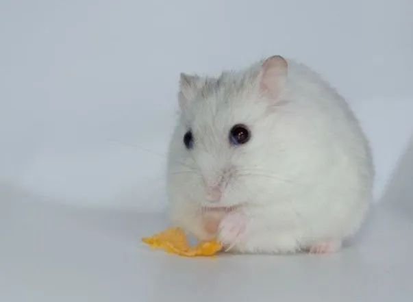 Hamsters anão russo  - Foto 2