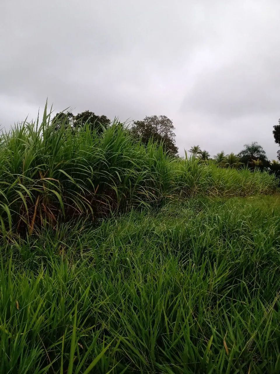 Roça de capiaçu  - Foto 3