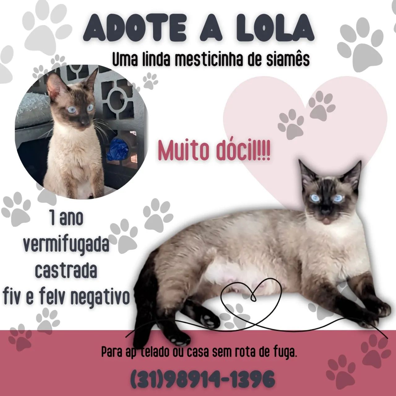 Linda mesticinha de siames para adocao! 