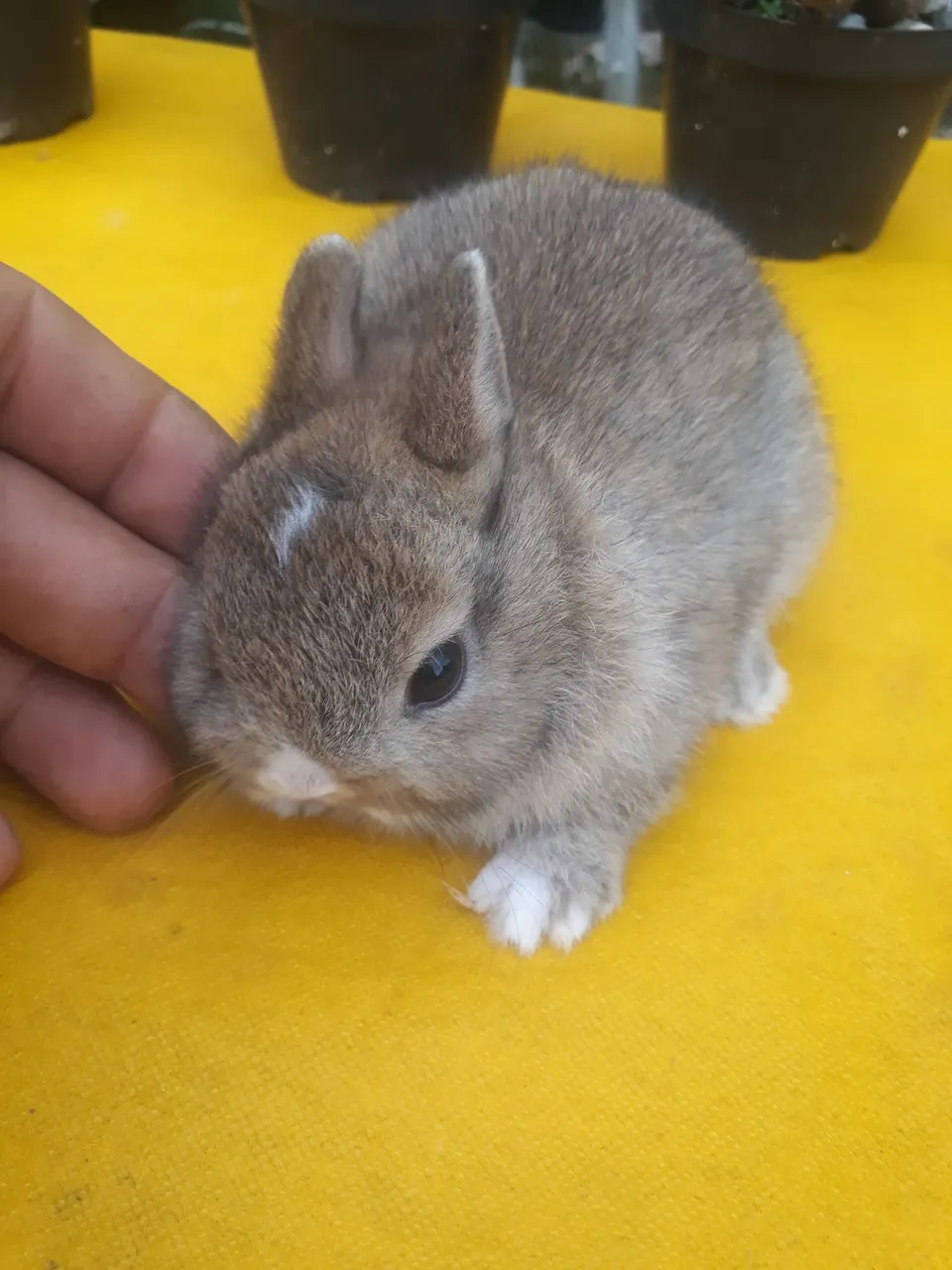 Coelho anão importado raça netherland dwarf